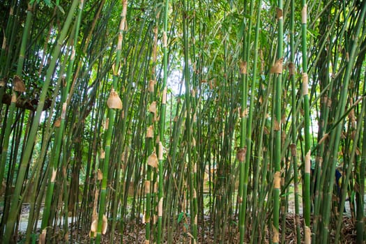 Green Bamboo in the Forest  may be used as a Texture  background wallpaper