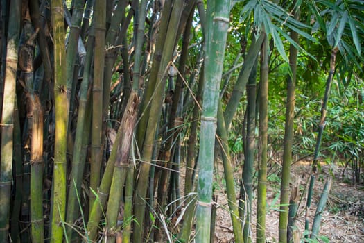 Green Bamboo in the Forest  may be used as a Texture  background wallpaper