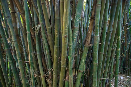 Green Bamboo in the Forest  may be used as a Texture  background wallpaper
