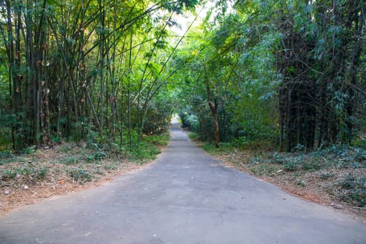Green Bamboo in the Forest  may be used as a Texture  background wallpaper