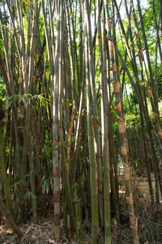 Green Bamboo in the Forest  may be used as a Texture  background wallpaper