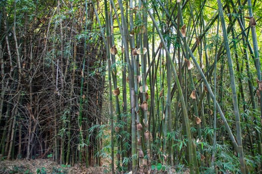 Green Bamboo in the Forest  may be used as a Texture  background wallpaper