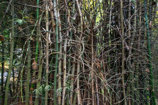 Green Bamboo in the Forest  may be used as a Texture  background wallpaper