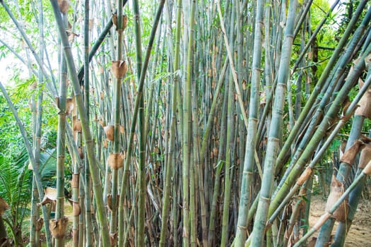 Green Bamboo in the Forest  may be used as a Texture  background wallpaper
