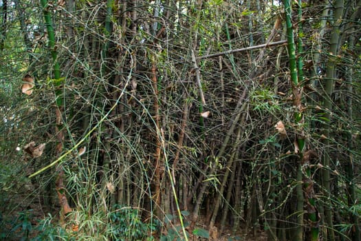Green Bamboo in the Forest  may be used as a Texture  background wallpaper