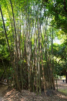 Green Bamboo in the Forest  may be used as a Texture  background wallpaper