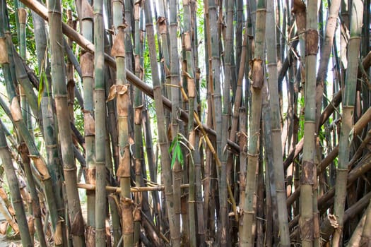 Green Bamboo in the Forest  may be used as a Texture  background wallpaper