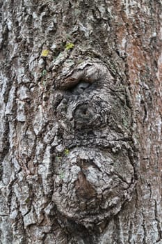 cyclops abstraction suvel, a large growth on a tree bark close-up