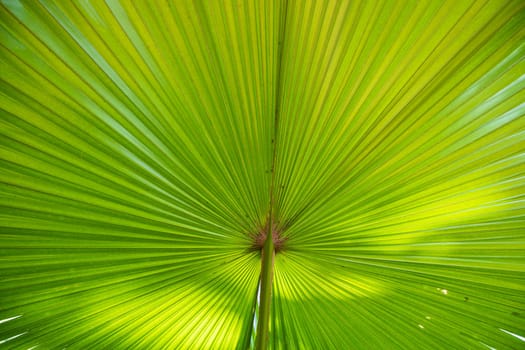 Tropical Natural green palm leaves pattern texture abstract background