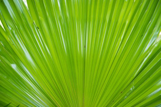 Tropical Natural green palm leaves pattern texture abstract background