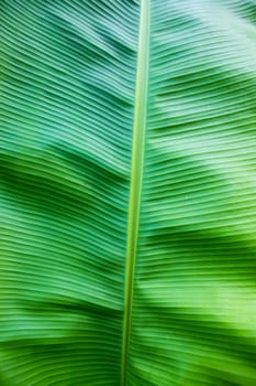 Natural green banana leaves pattern abstract Texture background wallpaper