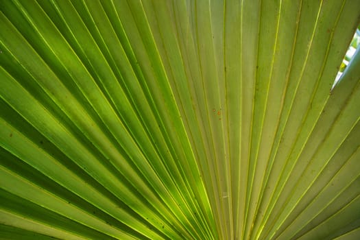 Tropical Natural green palm leaves pattern texture abstract background