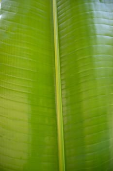 Natural green banana leaves pattern abstract Texture background wallpaper