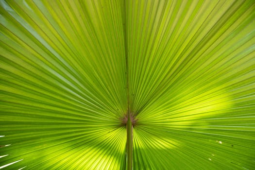 Tropical Natural green palm leaves pattern texture abstract background