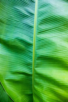 Natural green banana leaves pattern abstract Texture background wallpaper