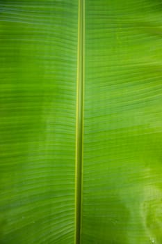 Natural green banana leaves pattern abstract Texture background wallpaper
