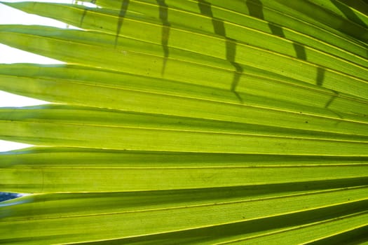 Tropical Natural green palm leaves pattern texture abstract background