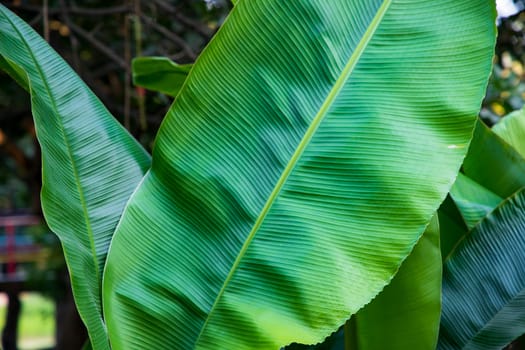 Natural green banana leaves pattern abstract Texture background wallpaper