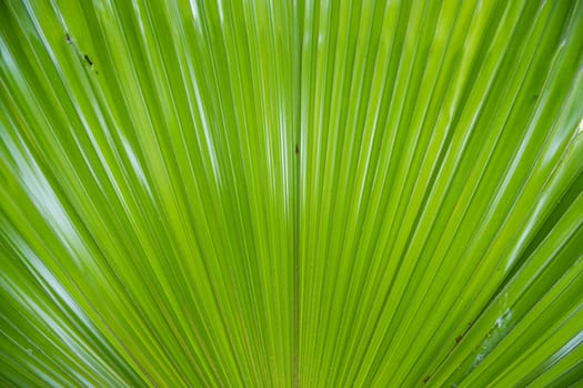 Tropical Natural green palm leaves pattern texture abstract background
