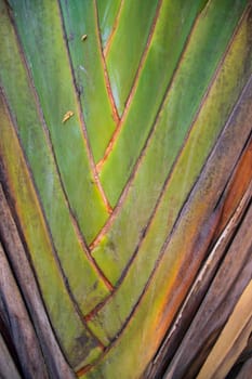 Traveler palm leaf in the nature weave pattern may be used as a background wallpaper