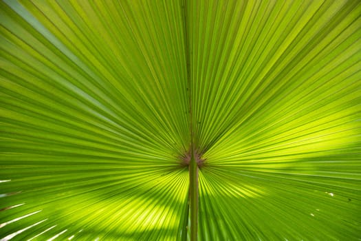 Tropical Natural green palm leaves pattern texture abstract background