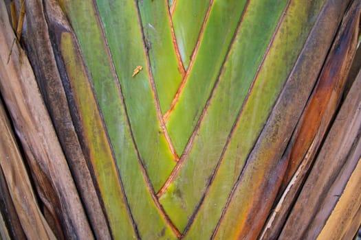 Traveler palm leaf in the nature weave pattern may be used as a background wallpaper