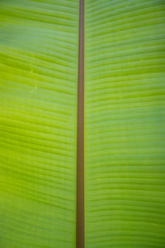 Natural green banana leaves pattern abstract Texture background wallpaper