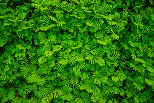 The Natural Tropical Green leaf's texture may be used as a background wallpaper