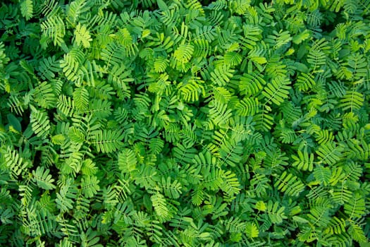 The Natural Tropical Green leaf's texture may be used as a background wallpaper