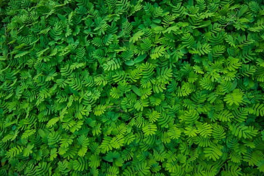 The Natural Tropical Green leaf's texture may be used as a background wallpaper