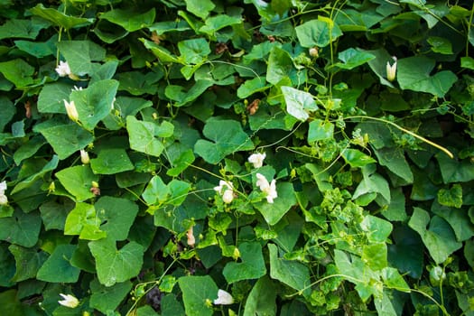 Ivy gourd Green leaf plant textured background