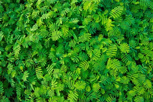 The Natural Tropical Green leaf's texture may be used as a background wallpaper