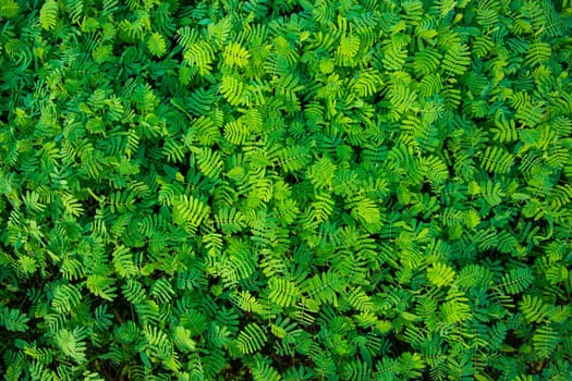 The Natural Tropical Green leaf's texture may be used as a background wallpaper