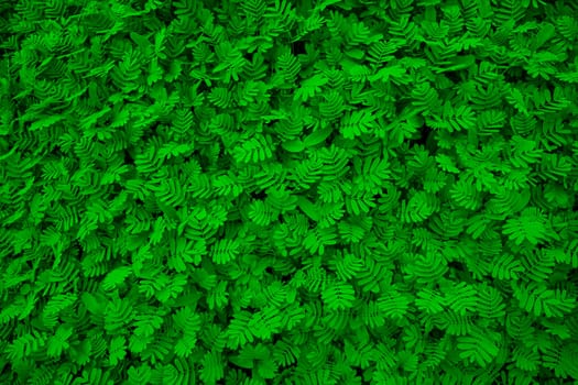 The Natural Tropical Green leaf's texture may be used as a background wallpaper