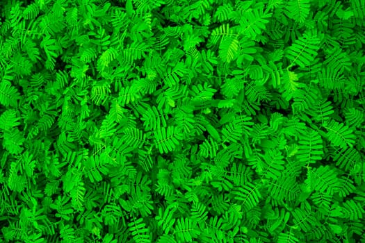 The Natural Tropical Green leaf's texture may be used as a background wallpaper
