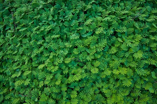 The Natural Tropical Green leaf's texture may be used as a background wallpaper