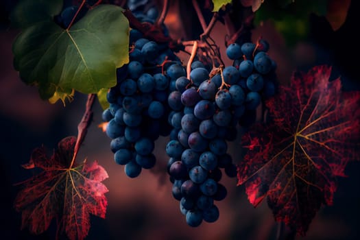 Ripe  Grapes In A Vineyard.  Generative AI.
