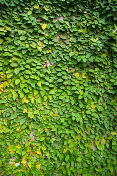 The detail of green climbing plants on a wall  may be used as a texture concept background wallpaper