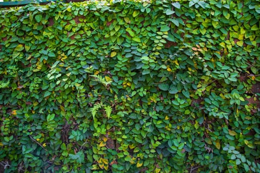 The detail of green climbing plants on a wall  may be used as a texture concept background wallpaper