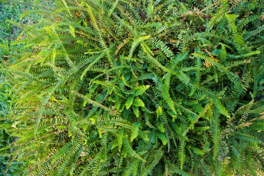 Natural Fern Leaves   texture background wallpaper