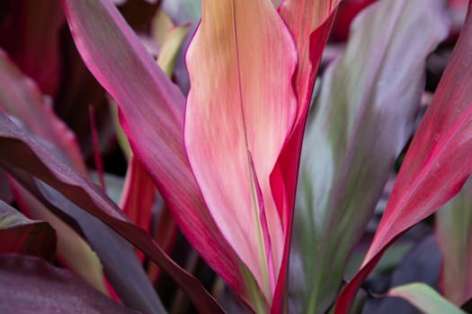 Natural Colorful Pink  purple cordyline Leaves flower texture may be used as a background wallpaper