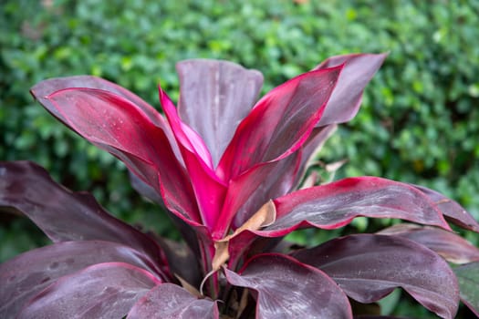 Natural Colorful Pink  purple cordyline Leaves flower texture may be used as a background wallpaper