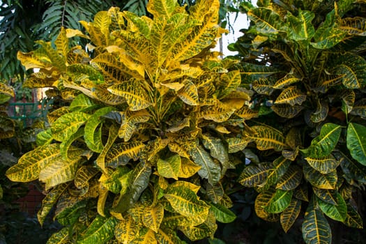 Natural Colorful Croton Leaves  may be used as a texture background wallpaper