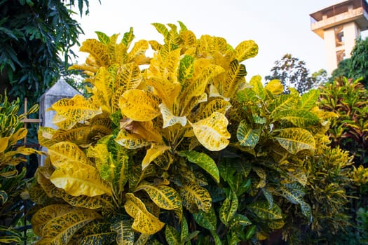 Natural Colorful Croton Leaves  may be used as a texture background wallpaper