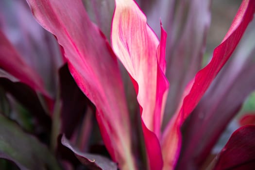 Natural Colorful Pink  purple cordyline Leaves flower texture may be used as a background wallpaper