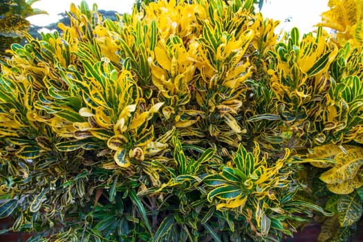 Natural Colorful Croton Leaves  may be used as a texture background wallpaper
