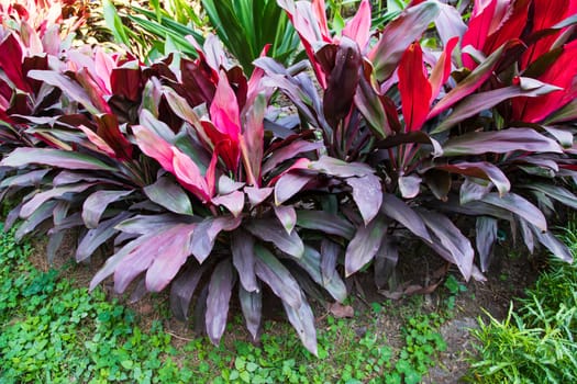 Natural Colorful Pink  purple cordyline Leaves flower texture may be used as a background wallpaper