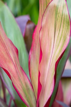 Natural Colorful Pink  purple cordyline Leaves flower texture may be used as a background wallpaper