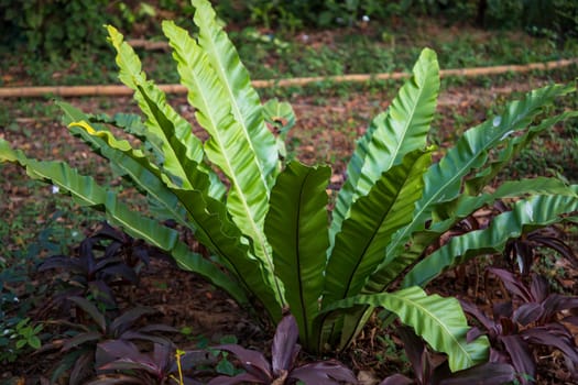 Bird's-nest fern (Asplenium nidus) plant Natural green leaves  pattern texture background