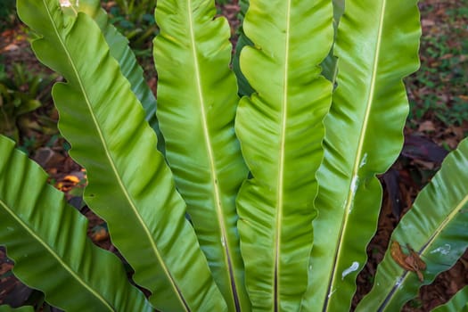 Bird's-nest fern (Asplenium nidus) plant Natural green leaves  pattern texture background